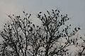 Rosy Starling (Sturnus roseus) I Malaysia 005