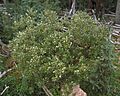 Salix scouleriana UGA