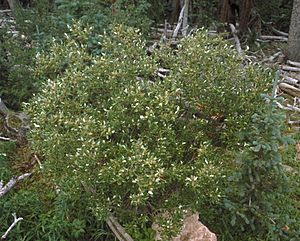 Salix scouleriana UGA.jpg