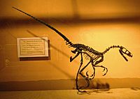 Saurornitholestes MOR1