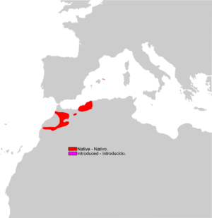 Scelarcis perspicillata range Map.png