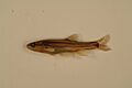 Southern redbelly dace