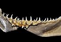 Sphyrna media lower teeth