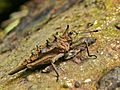 Spiky Grouse Locust (Discotettix belzebuth) (6747966773)