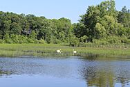 Swans on the Huron River, Scio Township, Michigan - panoramio