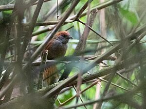 Synallaxis cabanisi Cabanis's Spinetail; Satipo, Junín, Peru.jpg