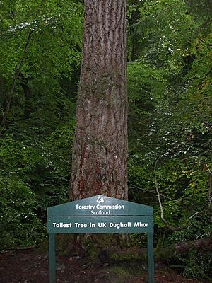Tallest tree in the UK, 'Dughall Mhor' - geograph.org.uk - 977967