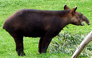 Tapir górski