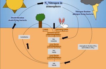 The Nitrogen Cycle (1)