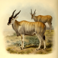The book of antelopes (1894) Taurotragus oryx livingstonii