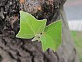 The young leaves of Aleurites moluccana
