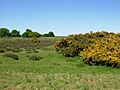 Thetford Heath - geograph.org.uk - 182398