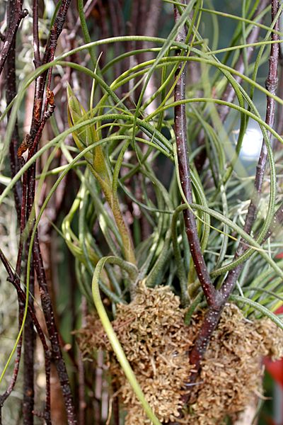 Tillandsia butzii