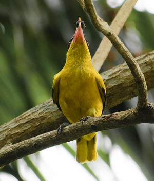 Underside and breast of a Black-naped Oriole