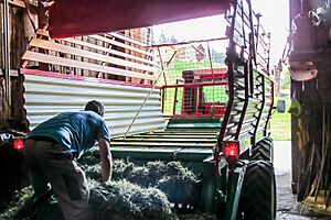 Unloading hay in Tenna