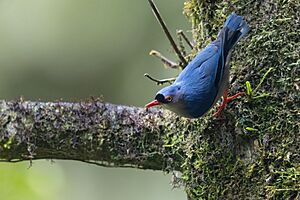 Velvet-fronted Nuthatch 0A2A4674.jpg