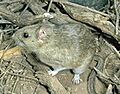 White-throated woodrat