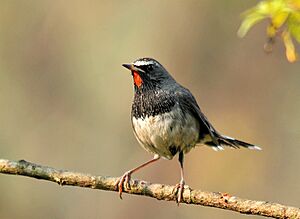 White tailed rubythroat.jpg