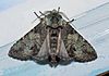 - 7975 – Macrurocampa marthesia – Mottled Prominent Moth (14836221478).jpg