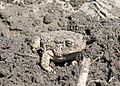 1052 woodhouses toad sponseller odfw (4426826537)