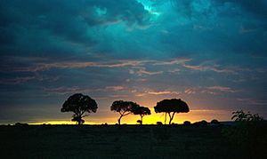 1993 158-11A Masai Mara sunset