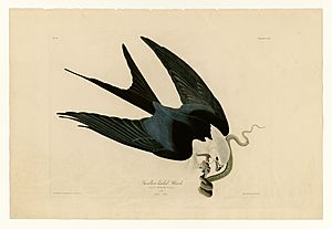 72 Swallow-tailed Hawk