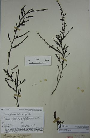 Herbarium specimen of "Acacia galioides"