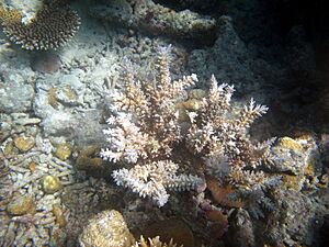 Acropora echinata Maldives.JPG