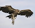 African white-backed vulture - juvenile - Flickr - Lip Kee