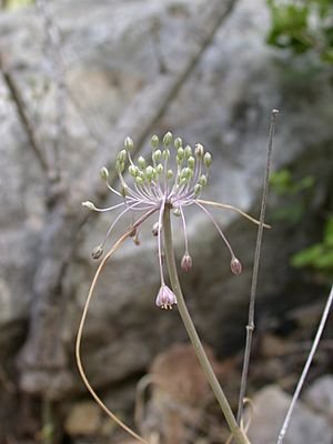 Allium daninianum 1.JPG