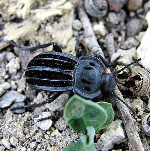 Alphasida holosericea.jpg