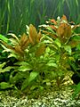 Alternanthera