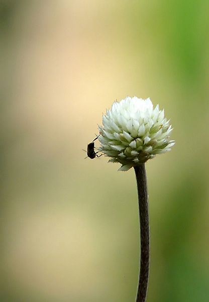 Alternanthera brasiliana at Kadavoor