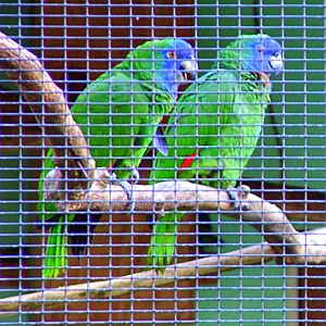 Amazona arausiaca -Roseau -Dominica -aviary-6a-4c.jpg