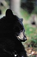 American Black Bear close-up