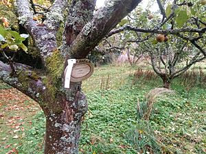 Apple cultivars in Priorwood Gardens in Melrose Scotland Ashmead's Kernel