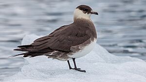 Arctic skua (Stercorarius parasiticus) on an ice floe, Svalbard
