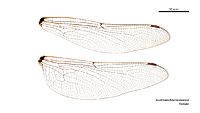 Austroaeschna tasmanica female wings (34242676393)