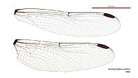Austrogomphus prasinus male wings (35019312416)