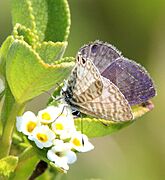 BLUE, CASSIUS (Leptotes cassius) (3-7-13) key west tropical forest and botanical garden, key west, monroe co, fl -01 (9424896886)