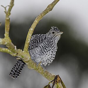 Bar-crested antshrike (Thamnophilus multistriatus multistriatus) male Cundinamarca.jpg
