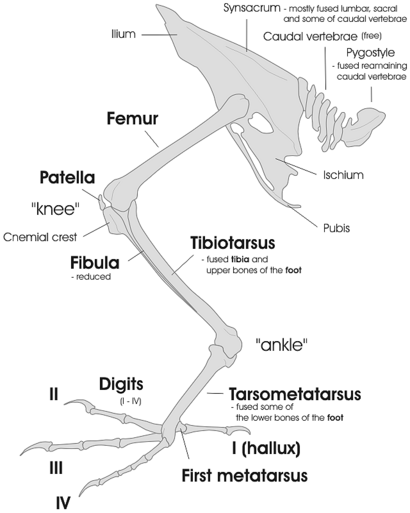 Bird leg and pelvic girdle skeleton EN