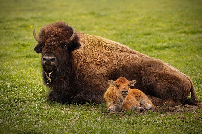 Bison with its young