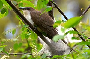 Black-billed Cuckoo (13883974479)