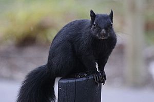 Black squirrel near Michigan State University