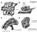 Brachiosaurus sacrum ilium coracoid annotated