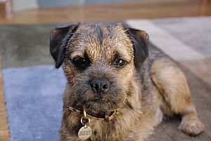 Buster the red grizzle border terrier (2006)