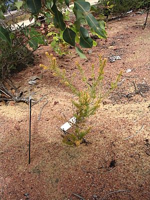 Calytrix depressa.jpg