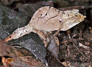 Cameroon Stumptail Chameleon (Rhampholeon spectrum) (7668008064).jpg