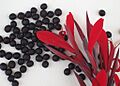 Canna indica (wild species) seeds
